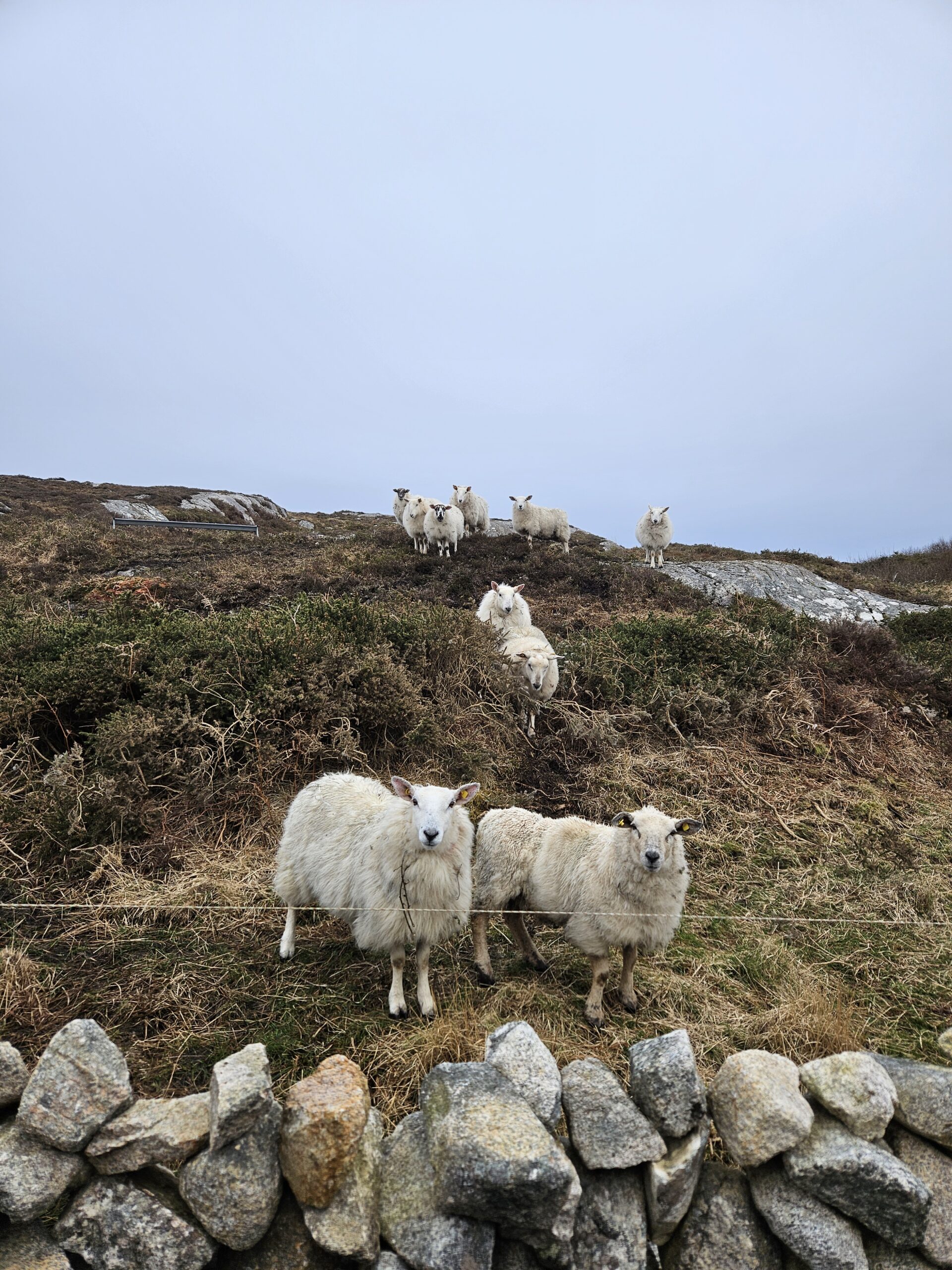 Moutons d'Irlande - Connemara